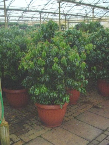 Rotsheide (Pieris Japonica) 2 Rotsheide (Pieris Japonica) - Afbeelding 2