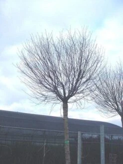 Bolprunus (Prunus Eminens 'Umbraculifera') -Green Roots Exporteren Winkel 20071030133043 16