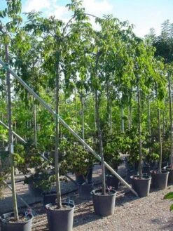 Japanse Treursierkers (Prunus Serrulata 'Kiku-shidare') -Green Roots Exporteren Winkel 20071109164514 13