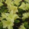 Dwergrhododendron (Rhododendron 'Princess- Anne')