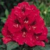 Rhododendron (Rhododendron 'Lord Roberts')