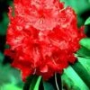Rhododendron (Rhododendron 'Markeeta's Prize')