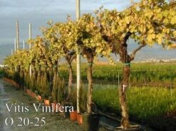Druif, Op Stam (Vitis Vinifera) 25 Druif, Op Stam (Vitis Vinifera) -Green Roots Exporteren Winkel 20071129100358 5