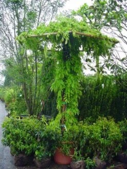 Blauwe Regen (Wisteria Sinensis) 12 Blauwe Regen (Wisteria Sinensis) -Green Roots Exporteren Winkel 20071130090736 20