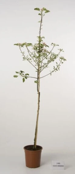 Appelboom (Malus Domestica 'Cox's Orange') 5 Appelboom (Malus Domestica 'Cox's Orange') -Green Roots Exporteren Winkel 20080312144237 2 1