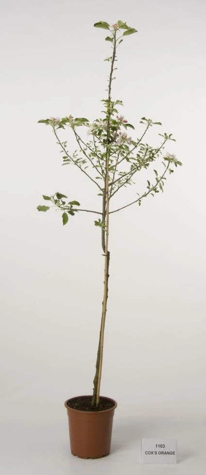 Appelboom (Malus Domestica 'Cox's Orange') 3 Appelboom (Malus Domestica 'Cox's Orange') - Afbeelding 3