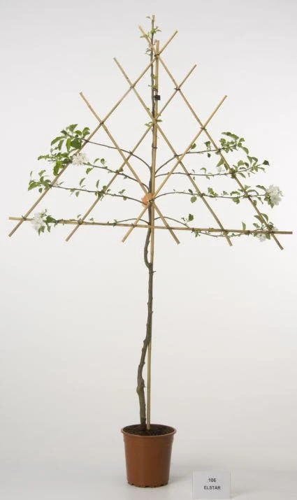 Lei-Appel (Malus Domestica 'Elstar') 2 Lei-Appel (Malus Domestica 'Elstar') - Afbeelding 2