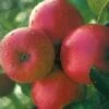 Appelboom (Malus Domestica 'Ecolette')