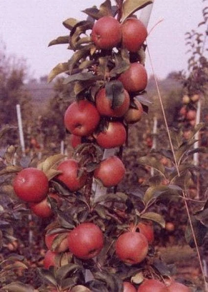 Appelboom (Malus Domestica 'Rajka') 2 Appelboom (Malus Domestica 'Rajka') - Afbeelding 2