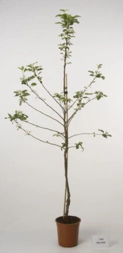 Lei-Appel (Malus Domestica 'Cox's Orange') -Green Roots Exporteren Winkel 20080318090058 1