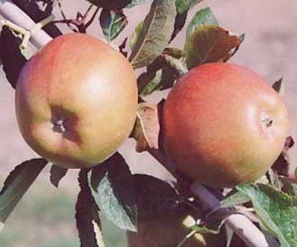 Appelboom (Malus Domestica 'Braeburn') 3 Appelboom (Malus Domestica 'Braeburn') - Afbeelding 3