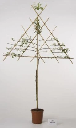 Lei-Appel (Malus Domestica 'Cox's Orange') -Green Roots Exporteren Winkel 20080318091143 1