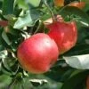 Appelboom (Malus Domestica 'Gala')