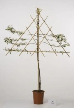 Lei-Appel (Malus Domestica 'Cox's Orange') -Green Roots Exporteren Winkel 20080318093506 1