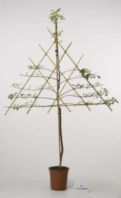 Lei-Appel (Malus Domestica 'Cox's Orange') -Green Roots Exporteren Winkel 20080326220814 1