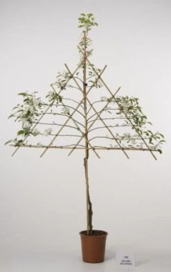 Lei-Appel (Malus Domestica 'Cox's Orange') -Green Roots Exporteren Winkel 20080326222237 1