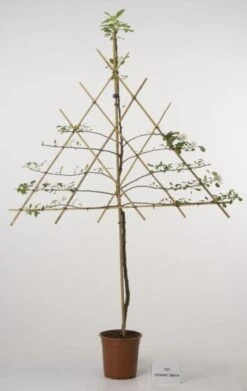 Lei-Appel (Malus Domestica 'Cox's Orange') -Green Roots Exporteren Winkel 20080326222553 1