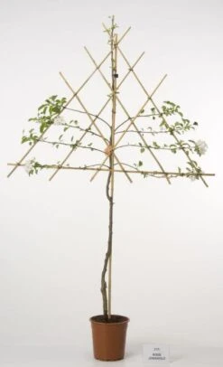 Lei-Appel (Malus Domestica 'Cox's Orange') -Green Roots Exporteren Winkel 20080326223921 1