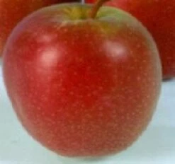 Lei-Appel (Malus Domestica 'Summerred')