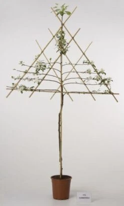 Lei-Appel (Malus Domestica 'Cox's Orange') -Green Roots Exporteren Winkel 20080326224211 1