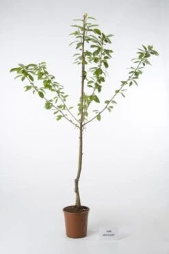 Kersenboom (Prunus Avium 'Merchant')