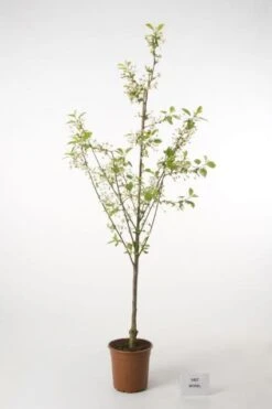 Zure Kers (Prunus Cerasus 'Morel')