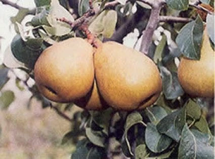 Perenboom (Pyrus Communis 'Beurre Hardy') 4 Perenboom (Pyrus Communis 'Beurre Hardy') - Afbeelding 4