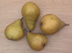 Perenboom (Pyrus Communis 'Gieser Wildeman') 8 Perenboom (Pyrus Communis 'Gieser Wildeman') -Green Roots Exporteren Winkel 20080417131017 6 1