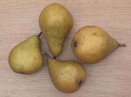 Perenboom (Pyrus Communis 'Gieser Wildeman') 4 Perenboom (Pyrus Communis 'Gieser Wildeman') - Afbeelding 4