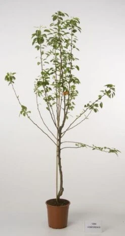 Perenboom (Pyrus Communis 'Conference')
