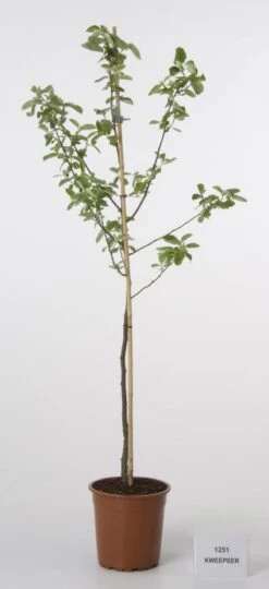 Kweepeer (Cydonia Oblonga) -Green Roots Exporteren Winkel 20080417145544 2