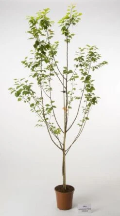 Abrikozenboom (Prunus Armeniaca 'Tros Oranje')