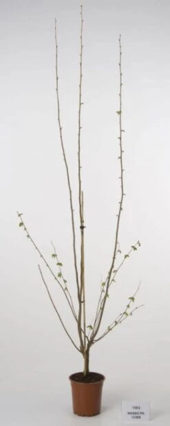 Hazelaar/Hazelnoot (Corylus Avellana 'Webb's Prize Cob') -Green Roots Exporteren Winkel 20080417160452 1