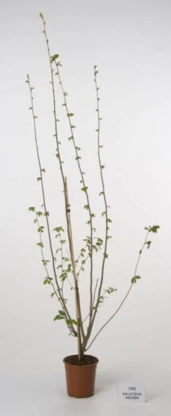 Hazelaar/Hazelnoot (Corylus Avellana 'Webb's Prize Cob') -Green Roots Exporteren Winkel 20080417161730 1