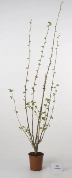 Hazelaar/Hazelnoot (Corylus Avellana 'Webb's Prize Cob') -Green Roots Exporteren Winkel 20080417162735 1 1