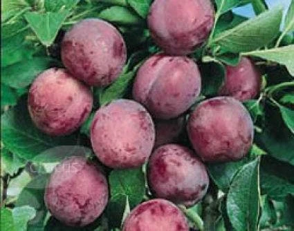 Pruimenboom (Prunus Domestica 'Opal') 2 Pruimenboom (Prunus Domestica 'Opal') - Afbeelding 2