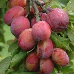 Lei-Pruim (Prunus Domestica 'Victoria')