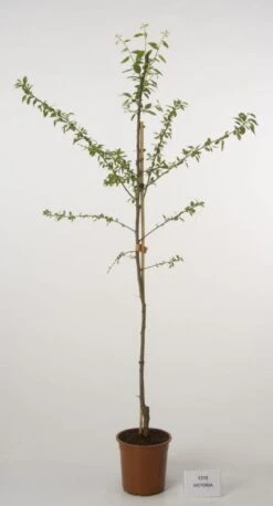 Pruimenboom (Prunus Domestica 'Victoria')