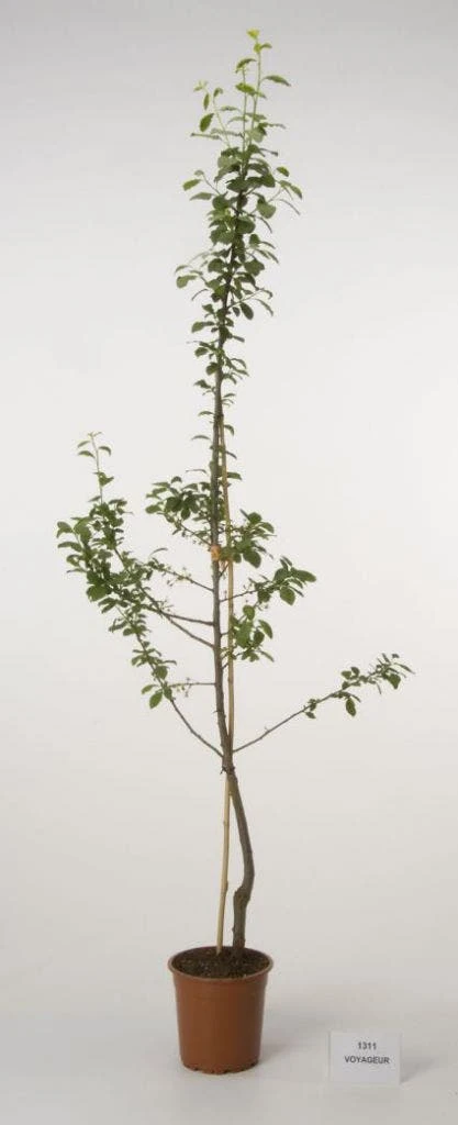 Pruimenboom (Prunus Domestica 'Voyageur') 2 Pruimenboom (Prunus Domestica 'Voyageur') - Afbeelding 2