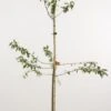 Pruimenboom (Prunus Domestica 'Monsieur Hatif')