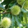 Tamme Kastanje Als Halfstam (Castanea Sativa)