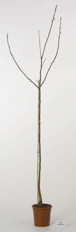 Walnoot (Juglans Regia 'Broadview') -Green Roots Exporteren Winkel 20080516144158 4