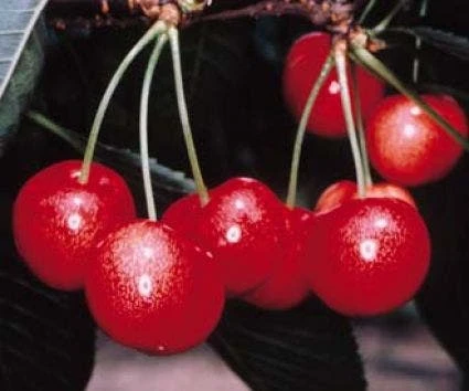 Lei-Kers (Prunus Avium 'Sunburst') 3 Lei-Kers (Prunus Avium 'Sunburst') - Afbeelding 3