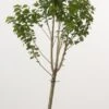 Dwerg Kers (Prunus Avium (dwerg))