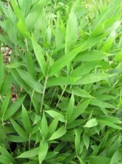 Bamboe (Pleioblastus Pygmaeus)