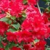 Azalea (Rhododendron 'Mollis' Rood)