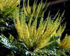 Mahoniestruik (Mahonia Media 'Charity') -Green Roots Exporteren Winkel 20080709102617 3