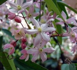 Bosrank, Groenblijvend (Clematis Armandii 'Apple Blossom')