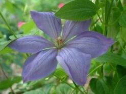 Bosrank (Clematis 'Mrs Cholmondeley') -Green Roots Exporteren Winkel 20080717140453 1 1