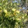 Osagedoorn (Maclura Promifera)